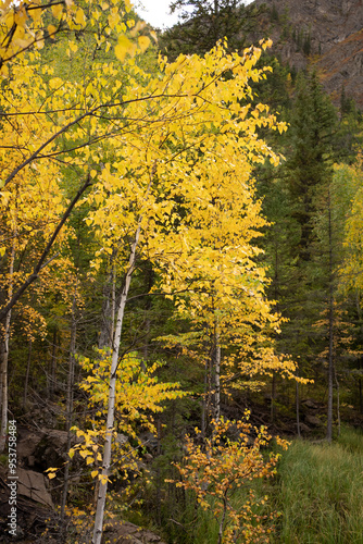 Bright yellow autumn birch leaves adorn trees in picturesque forest landscape against backdrop of fir trees and high cliffs, conveying essence of autumn season in nature.