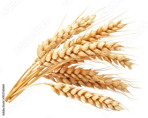 A bundle of golden wheat stalks, symbolizing agriculture and harvest.