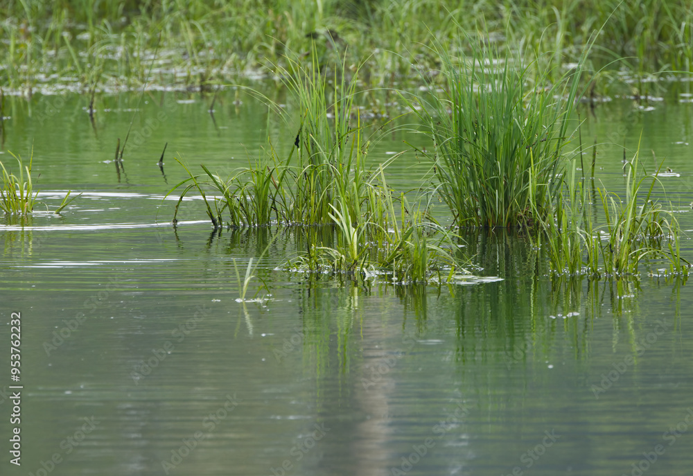 Grasses and reeds in a pond, water reflection of grasses and reeds, pond water reflection, pond landscape Grasses and reeds in a pond, water reflection of grasses and reeds, pond water reflection, pond landscape