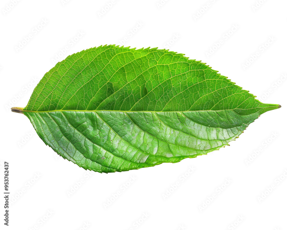 Obraz premium A vibrant green leaf showcasing its texture and structure.