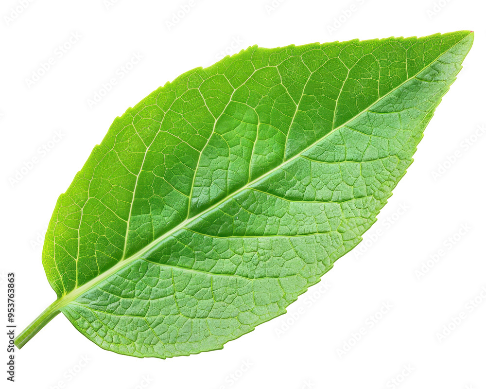 A close-up view of a vibrant green leaf showcasing its texture and veins. A close-up view of a vibrant green leaf showcasing its texture and veins.