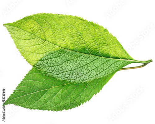 Two green leaves layered on top of each other, showcasing their texture and color variations.