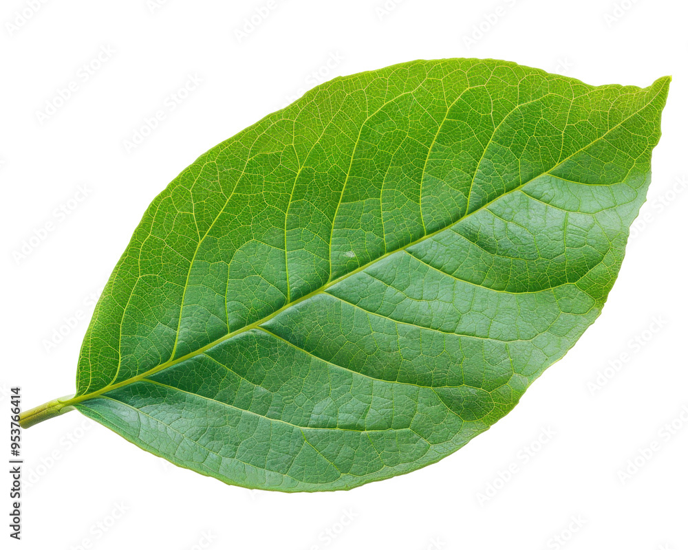 A vibrant green leaf showcasing its texture and natural beauty. A vibrant green leaf showcasing its texture and natural beauty.