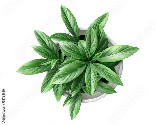 A top view of a lush green plant in a white pot, showcasing vibrant leaves.