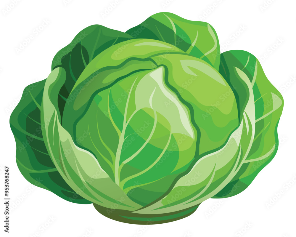 Cabbage vector illustration on white background Cabbage vector illustration on white background