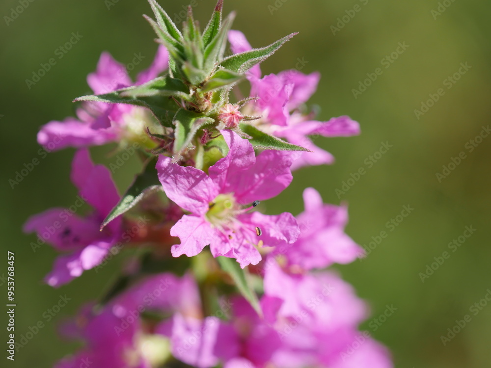 flowers on a meadow flowers on a meadow