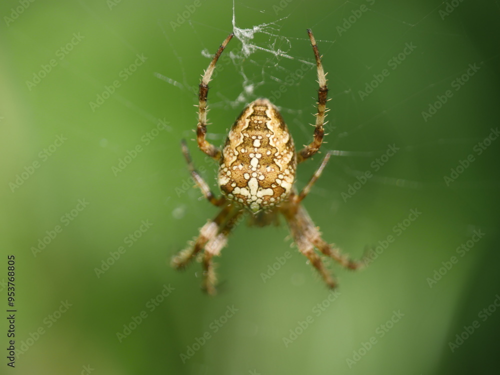 spider on a web spider on a web
