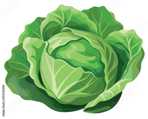 Cabbage vector illustration on white background