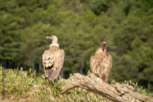 Close-up of Griffon vultures (Eurasion griffon, Gyps fulvus) at a feeding station photo