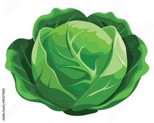 Cabbage vector illustration on white background