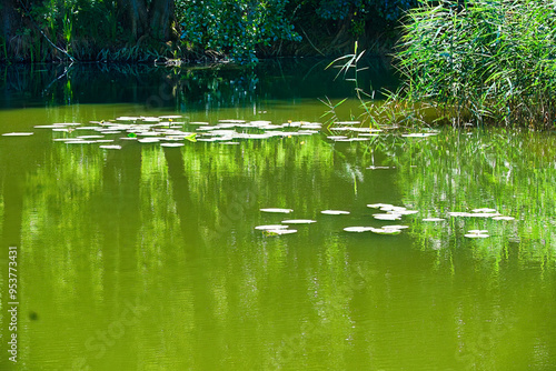 Poznań, Cybina Valley, the river area covered with lush aquatic vegetation