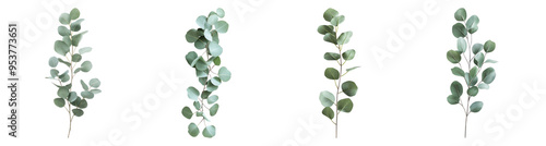 leaf with Transparent Background