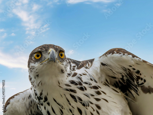 African Hawk Eagle