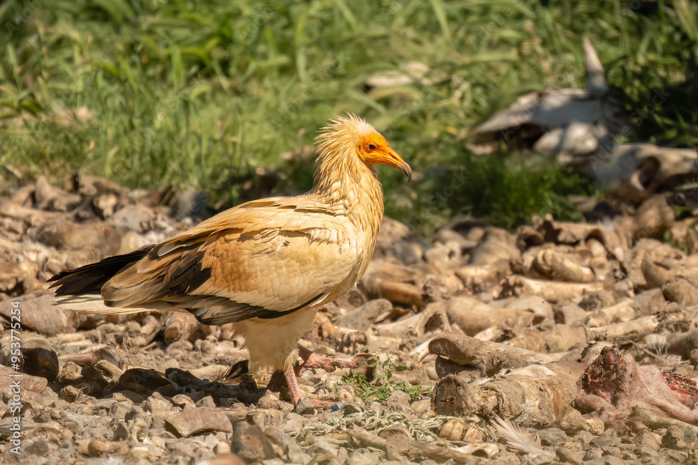 Close-up of Egyptian Vultures (Neophron percnopterus, Alimoche Común) at a vulture feeding ground Close-up of Egyptian Vultures (Neophron percnopterus, Alimoche Común) at a vulture feeding ground