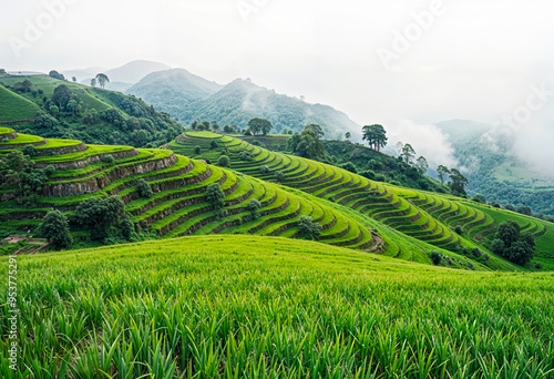 rice terraces in mountain, beautiful green landscape 