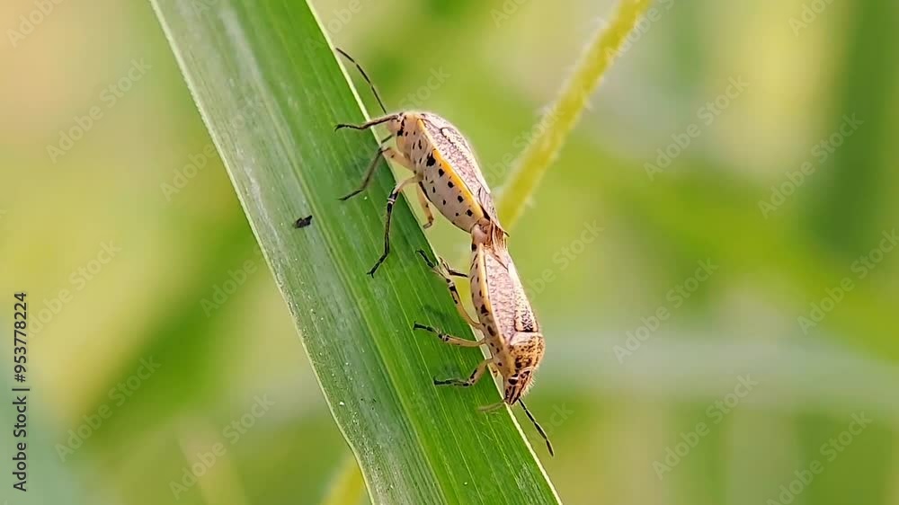 Stink Bug (Halyomorpha halys) making love on grass leaves in the wild.