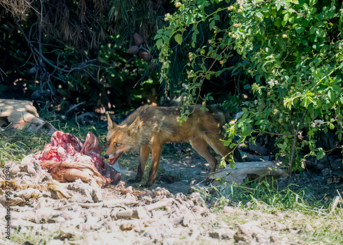 close-up of a wild Iberian Red Fox (Zorro, Vulpes Vulpes Silacea) feeding on a cow carcass photo