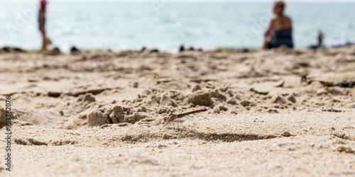 Canvas Print Libellule posée sur le sable d'une plage fréquentée par les baigneurs