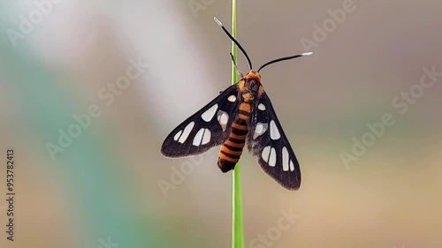 A beautiful black, orange, and white moth was attached to a grass stem that waved gently in the wind. Insect macro video. photo