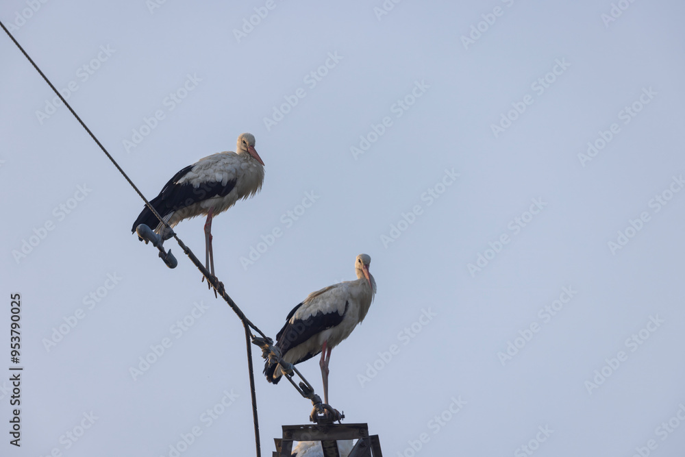 The white storks (Ciconia ciconia), rest on top of pylons during migration, Abruzzo, Italy The white storks (Ciconia ciconia), rest on top of pylons during migration, Abruzzo, Italy