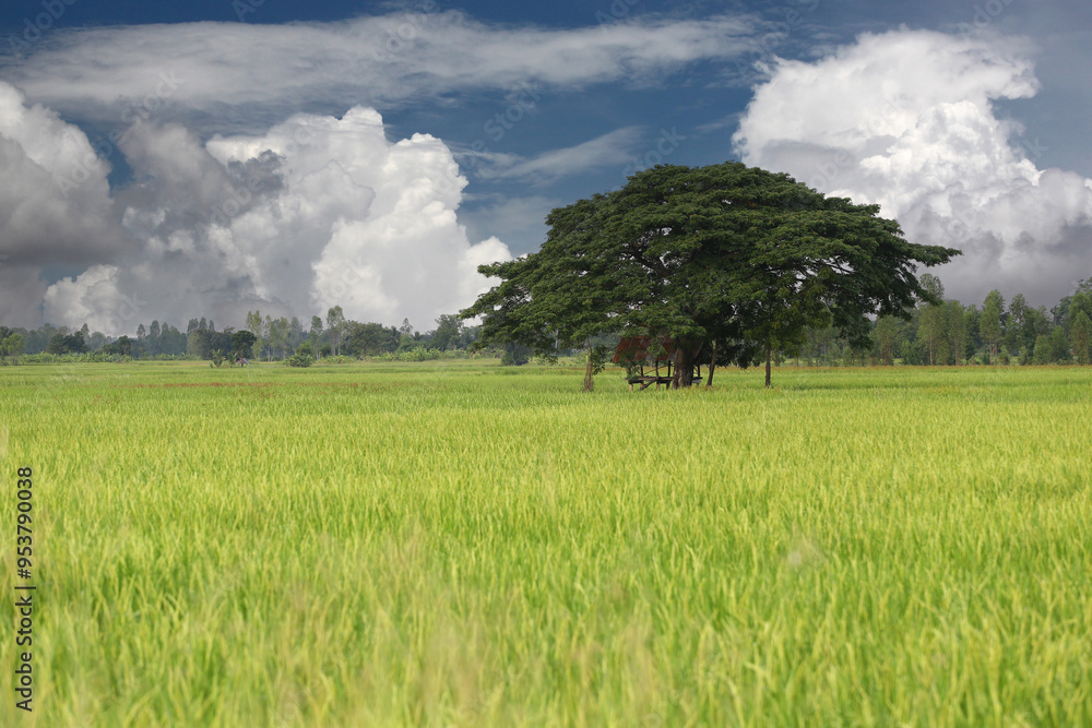 Green rice fields are producing golden ears and a zinc-roofed hut stands with big tree in the middle of the fields.