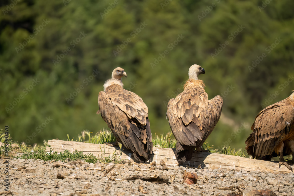 Close-up of Griffon vultures (Eurasion griffon, Gyps fulvus) at a feeding station Close-up of Griffon vultures (Eurasion griffon, Gyps fulvus) at a feeding station