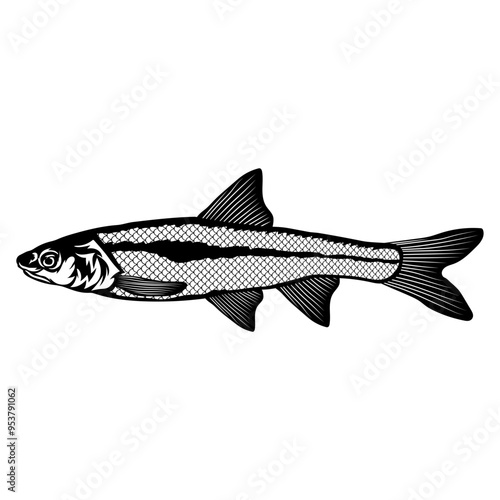 Flathead Chub  Fish