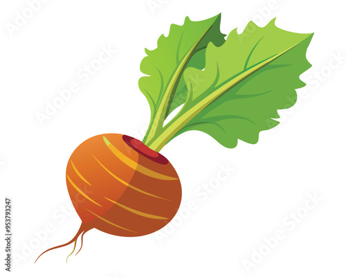 Root vegetable vector illustration on white background