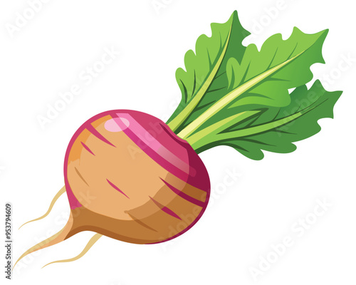 Root vegetable vector illustration on white background