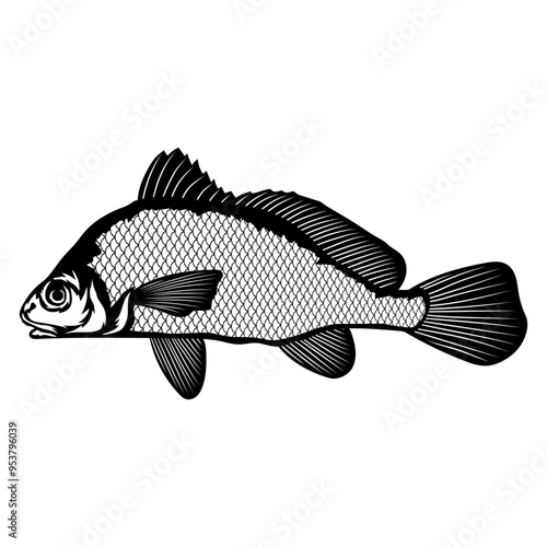 Freshwater Drum  Fish