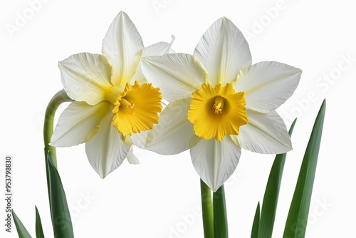 there are two white and yellow flowers in a vase                           