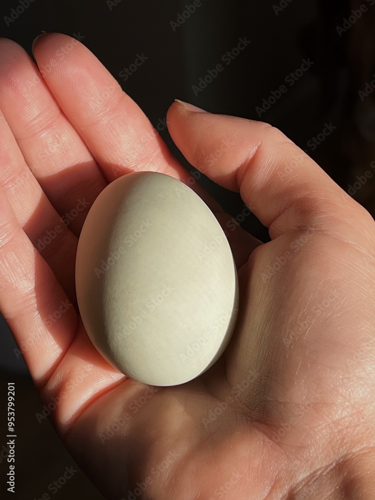 Holding Farm Fresh Egg in Palm of Hand Holding Farm Fresh Egg in Palm of Hand