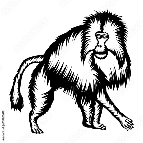 Gelada Monkey
