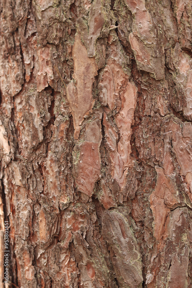 Pine bark close-up. Natural texture. Tree trunk in the forest. Natural background. Pine bark texture Pine bark close-up. Natural texture. Tree trunk in the forest. Natural background. Pine bark texture