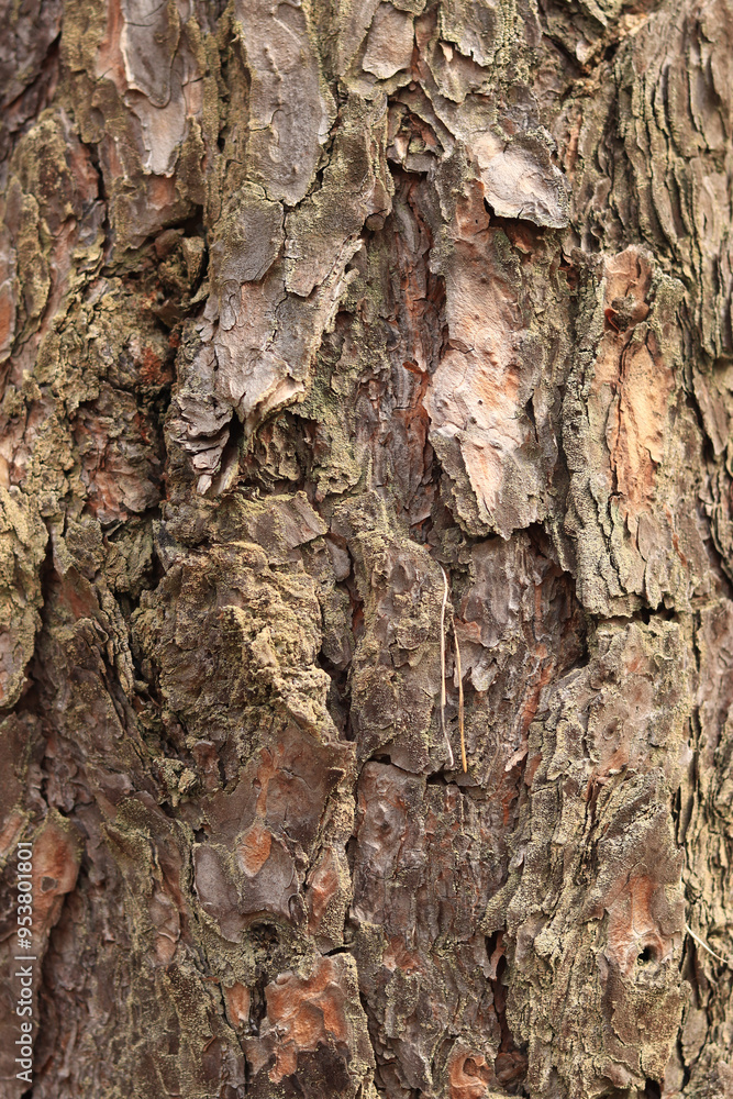 Pine bark close-up. Natural texture. Tree trunk in the forest. Natural background. Pine bark texture Pine bark close-up. Natural texture. Tree trunk in the forest. Natural background. Pine bark texture