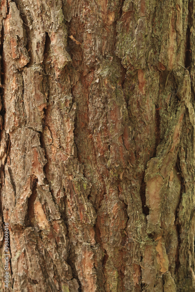 Pine bark texture, close-up. Natural wooden background. Tree trunk in the forest. Natural texture. Tree in the forest