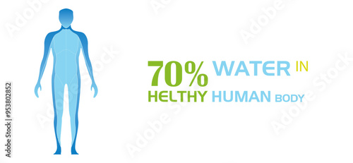 Water rate in the human body is seventy percent, 70%aqua balance in human body , male silhouettes isolated on white background, H2O level poster,Water body balance by age,aqua balance in human body.