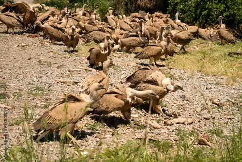 Close-up of Griffon vultures (Eurasion griffon, Gyps fulvus) at a feeding station photo