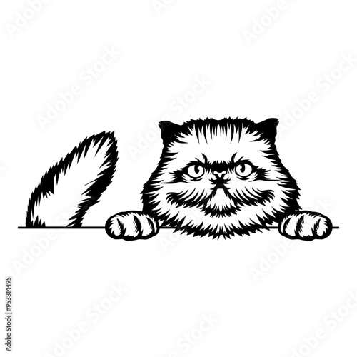 Himalayan Cat