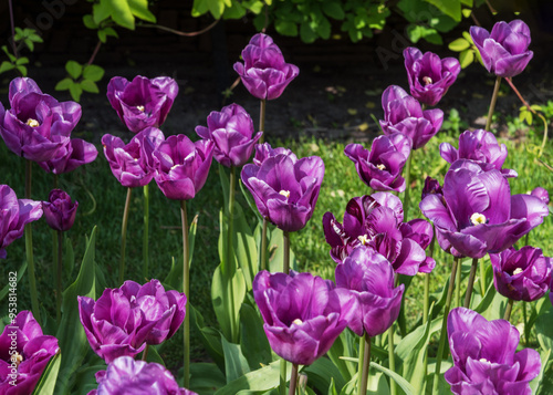 Tulip Blue Almable. Very rare old tulips from Holland