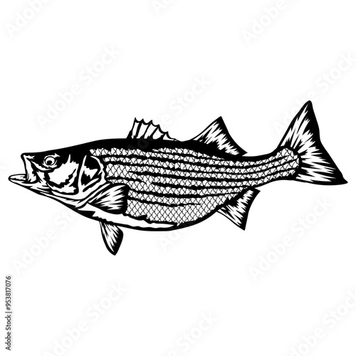 Hybrid Striped Bass  Fish