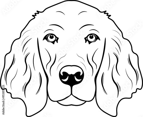 Irish Setter