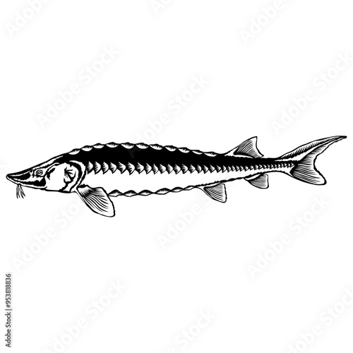 Lake Sturgeon  Fish