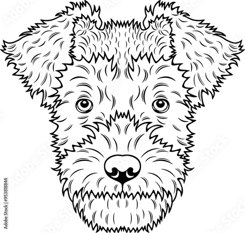 Lakeland Terrier