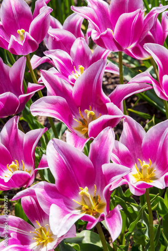 Tulip Ballade Old. Lily-flowered tulip with very rich, magenta-pink color