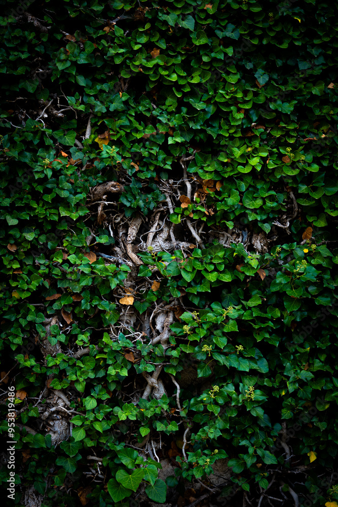 Natural Texture of Green Leaves on a Wall with Vines Natural Texture of Green Leaves on a Wall with Vines