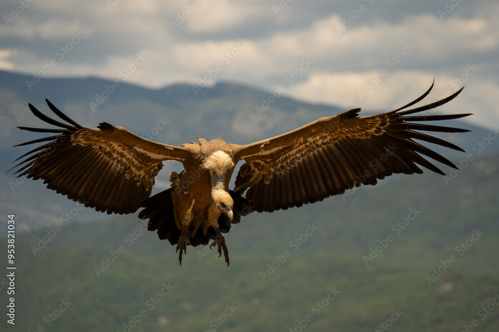 Obraz premium Close-up of a Griffon vulture (Eurasion griffon, Gyps fulvus) on final approach to landing