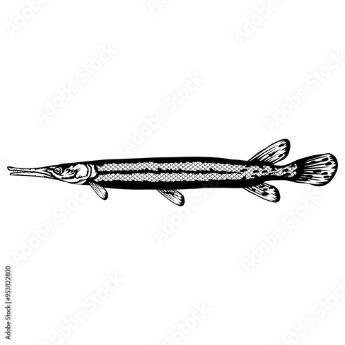 Longnose Gar  Fish
