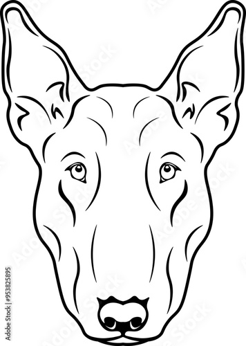 Miniature Bull Terrier