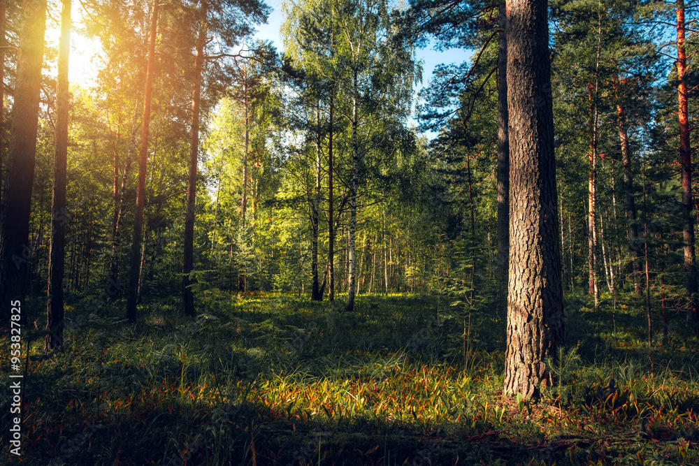Magnificent landscape of the pine forest and its carpet of ferns in the Russia Magnificent landscape of the pine forest and its carpet of ferns in the Russia